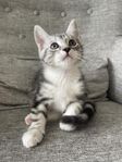 Kattunge Hane
