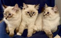 Ragdoll kattungar med SVERAK stamtavla