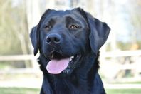 Labrador Retriever 