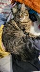 Sibirisk katt