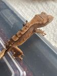Ögonfransgecko. 0.0.1. 