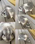 Kaninunge dvärgvädur