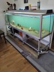 akvarium med 3 fiskar