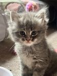 kattungar