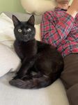 Kastrerad hankatt 