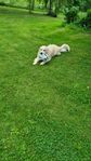 Golden retriever Hane