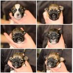 SKK registrerade Lhasa apso valpar