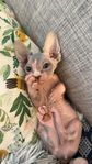 sphynx kattungar 
