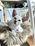 Kattunge Peterbald Hane