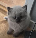 ragdoll/sibirisk