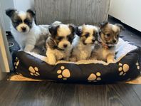 Hundvalpar blandras