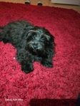 maltipoo valpar hane 