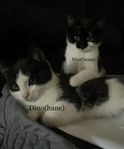 kattungar