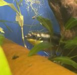 Pelvicachromis pulcher