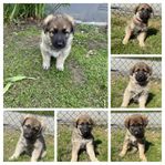 Vitherdehund/ schäfer