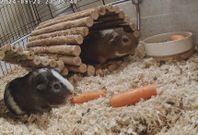 Två marsvinhanor Marvin&Magnus