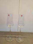 Iittala essence champagneglas 