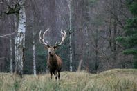 ledig jaktmark på 577ha i utanför Enköping