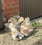 dvärgkochin kycklingar