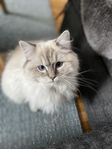ragdoll hona 2år 4mån omplasering 