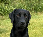 labrador tik 18 mån