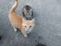 Kattungar vill hitta ett nytt hem!