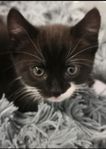kattunge ragdollmix