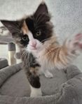 ragdoll/sibirisk kattunge 