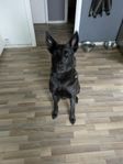 vår hund 