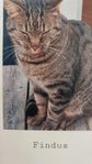 Hankatter