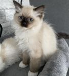 Ljuvlig Ragdoll hona 