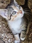 kattunge