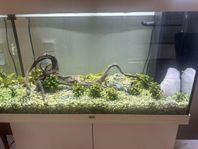 JUWEL akvarium 125 liter med underskåp 