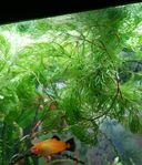 "Foxtail"Ceratophyllum demersum, Akvarieväxt