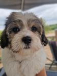 Bichon Havanais 