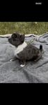 Fantastisk chihuahua valp Messi letar sin egen familj