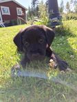 Hundvalpar