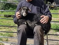 Lamm 