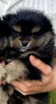 Pomeranian valp 