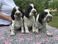 Engelsk Springer Spaniel