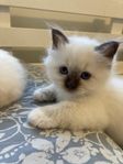 Kattunge Helig Birma