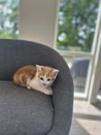 Kattunge