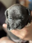 Två hanvalpar Staffordshire Bullterrier