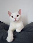 Katt