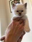 Kattunge Helig Birma