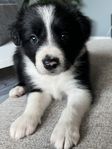 Border collie valpar 