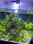 platy fiskar