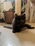 Vår älskade kattunge söker sitt för-alltid-hem