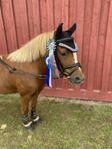 Welsh sto 8 år 118 cm