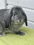 Dvärgvädur kille 3,5 mån chinchilla